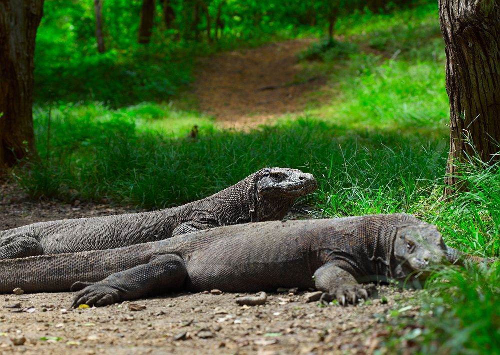 2 Dragons de Komodo sur Rinca island. Parc National de Komodo en Indonésie