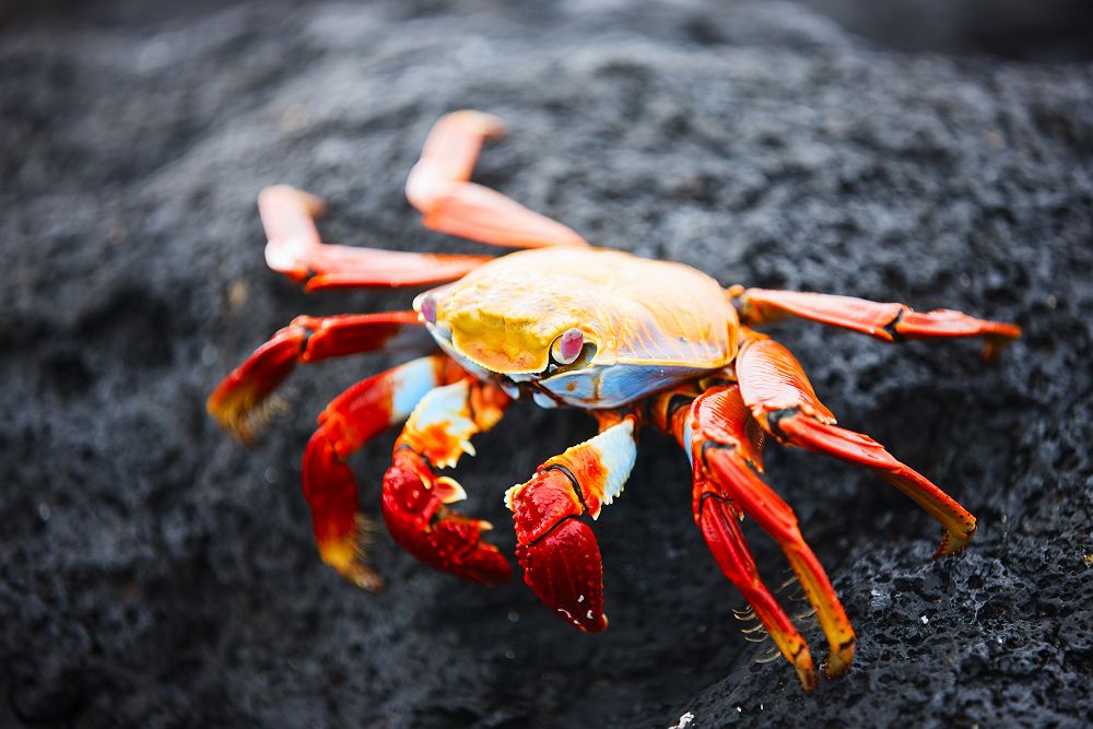 Crabe dans les Iles Galapagos - Equateur