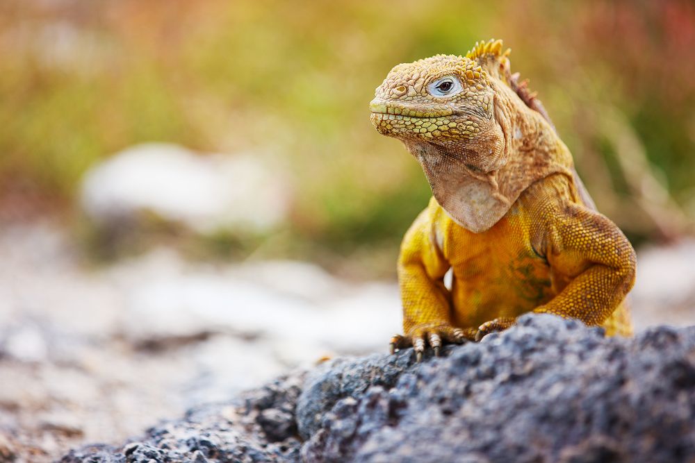 Iguane dans les Iles Galapagos - Equateur