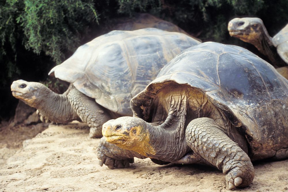 Galapagos - Portrait d'une tortue géante 