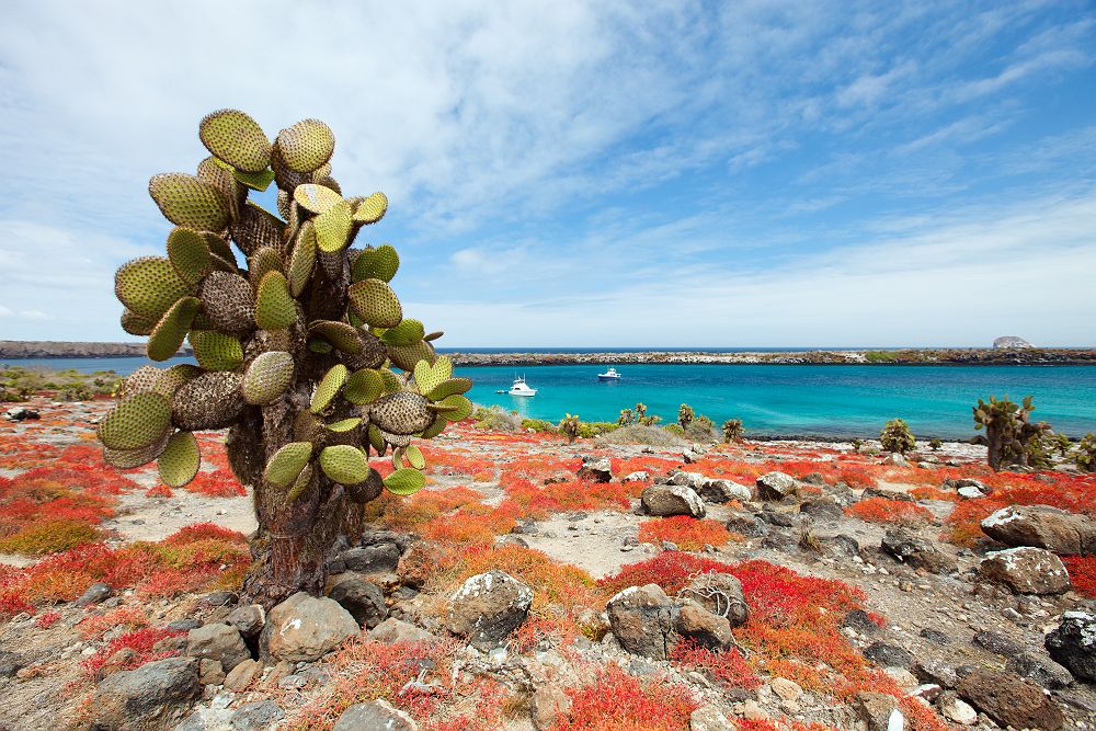 Iles Galapagos - Equateur