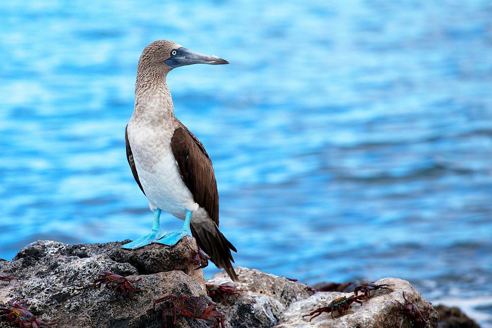 Fou à pieds bleus dans les Iles Galapagos - Equateur