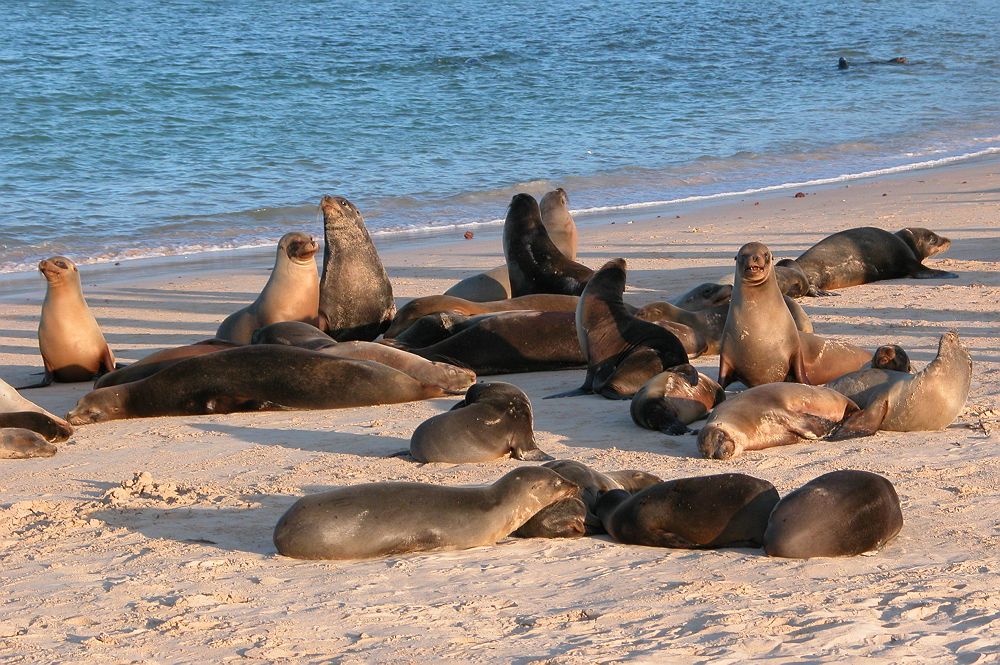 Lions de mers dans les Galapagos