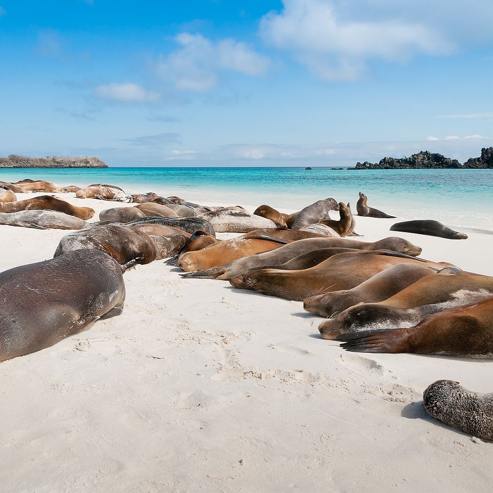 Lions de mer aux Galapagos