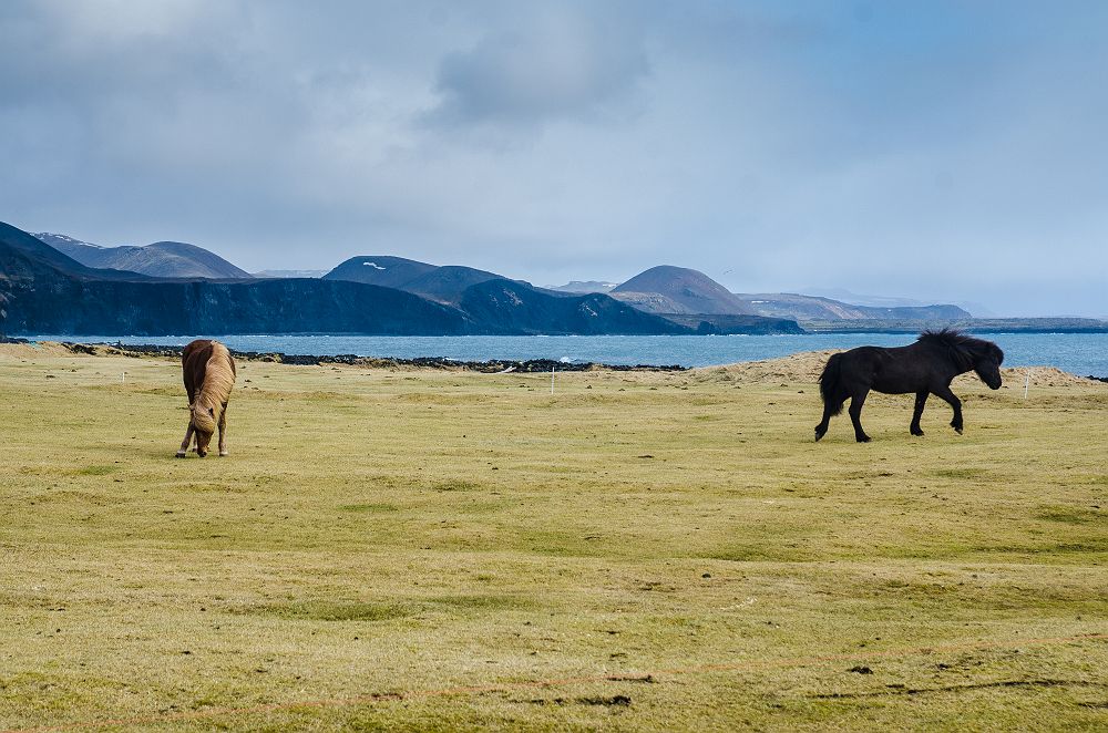 Islande - Troupeau de chevaux dans une prairie, Péninsule Reykjanes