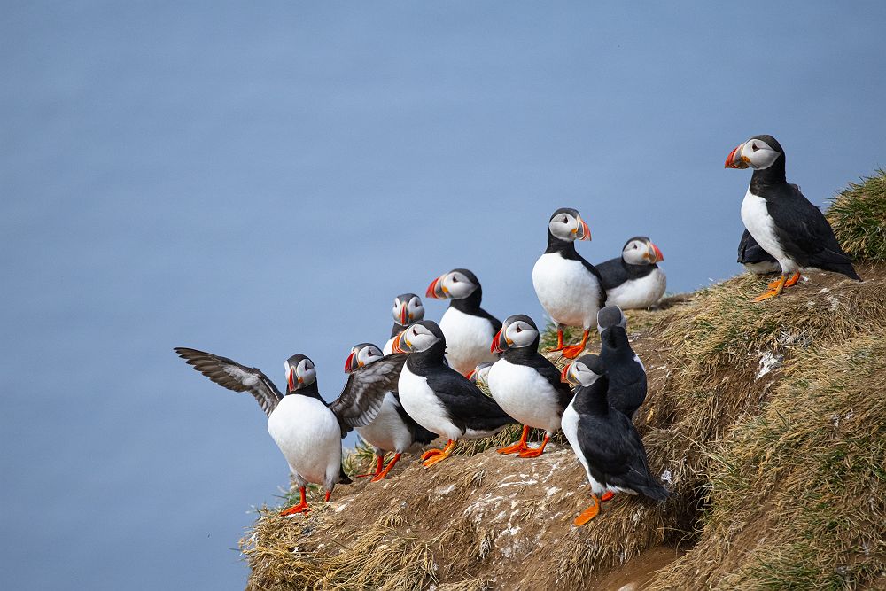 Croisière en Islande avec Le Ponant