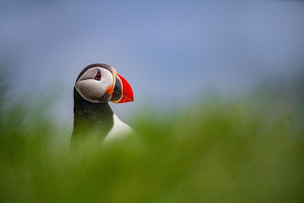 Croisière en Islande avec Le Ponant