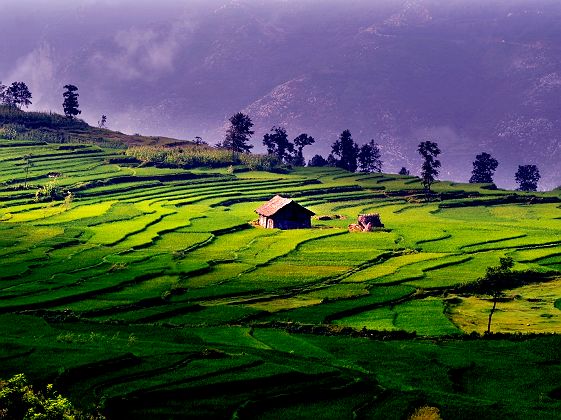 RIzières en terrasse de Jiabang - Chine