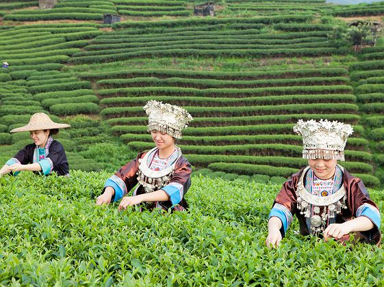 Récolteurs de thé Dong - Chine