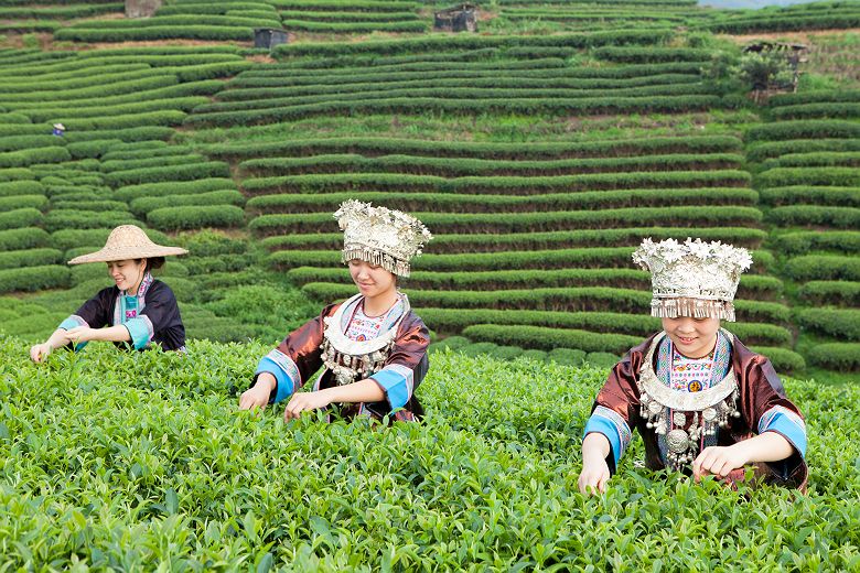 Récolteurs de thé Dong - Chine