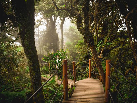 Balade dans la forêt du côté de Cameron Highlands - Malaisie