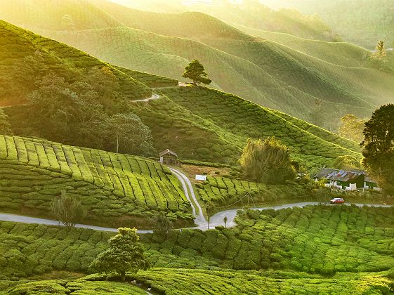 Paysage des plantations de thé des Cameron Highlands - Malaisie
