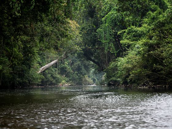 Paysage tropical dans le parc Taman Negara
