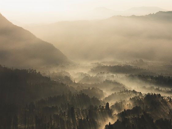 Paysage de forêt en Malaisie