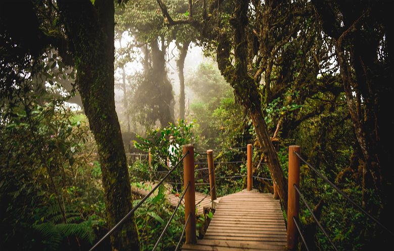 Balade dans la forêt du côté de Cameron Highlands - Malaisie