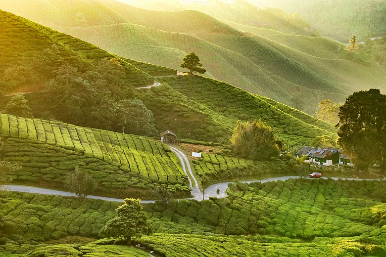 Paysage des plantations de thé des Cameron Highlands - Malaisie