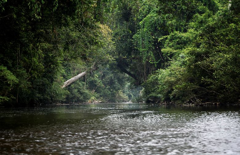 Paysage tropical dans le parc Taman Negara