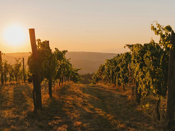 Vignobles d'Afrique du Sud