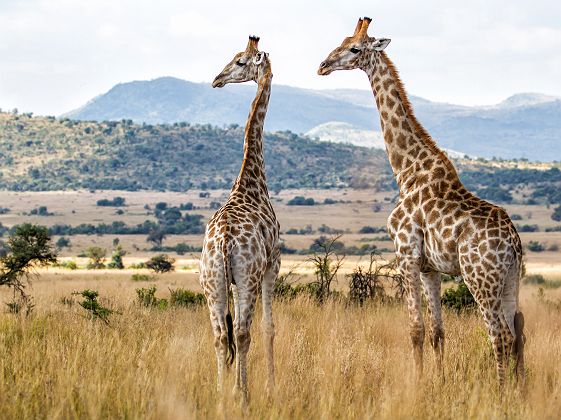 Girafes dans le parc de Pilanesberg - Afrique du Sud