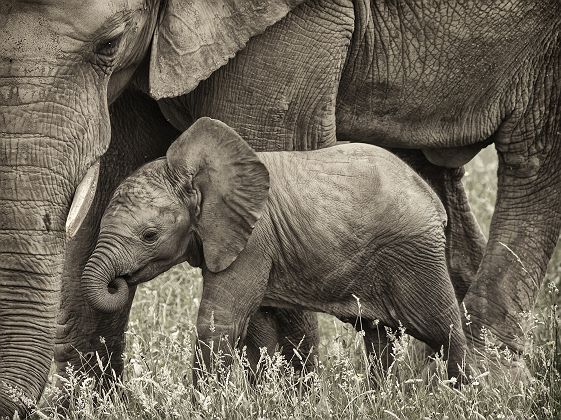 Afrique du Sud - Portrait d'un éléphant avec sa mère au parc national Pilanesberg