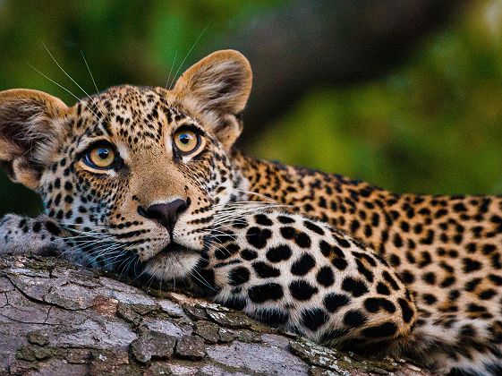 Safari dans Motswari Private Game Reserve