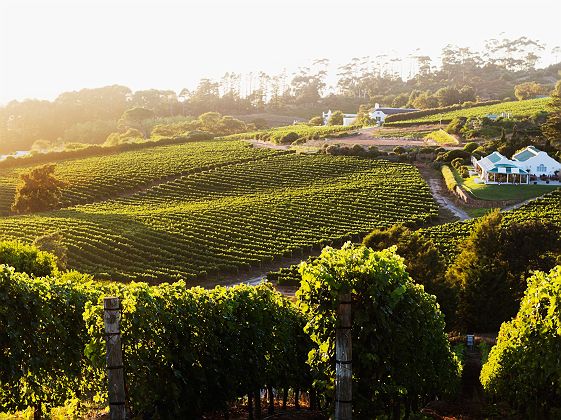 Vue sur un vignoble de Constantia, Le Cap - Afrique du Sud