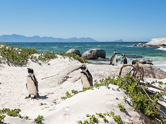 Manchots de Boulder's beach - Afrique du Sud