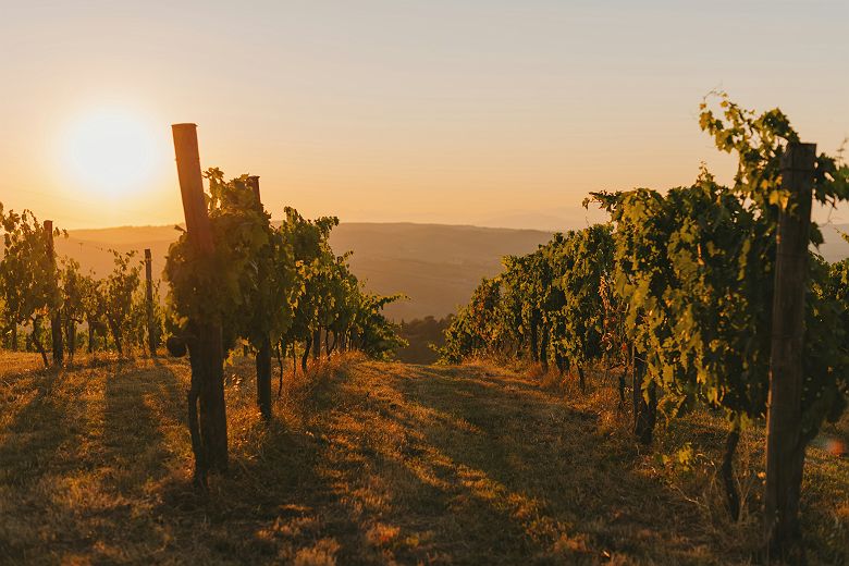 Vignobles d'Afrique du Sud