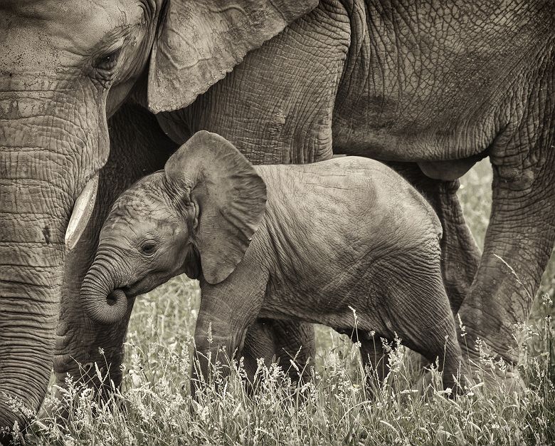 Afrique du Sud - Portrait d'un éléphant avec sa mère au parc national Pilanesberg
