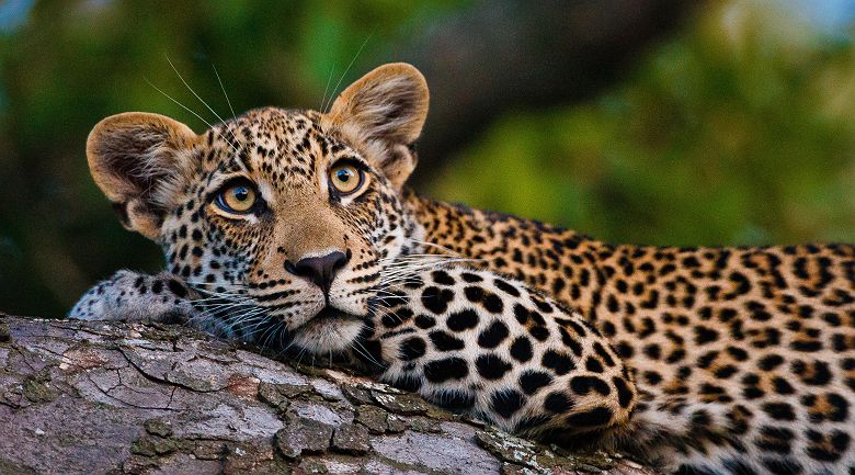 Safari dans Motswari Private Game Reserve