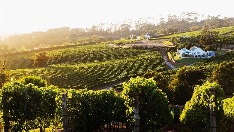 Vue sur un vignoble de Constantia, Le Cap - Afrique du Sud