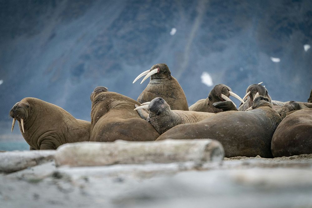 Groupe de morses au Svalbard