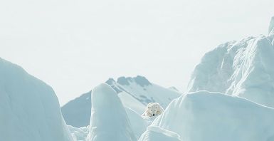 Ours polaire sur un iceberg au Groenland