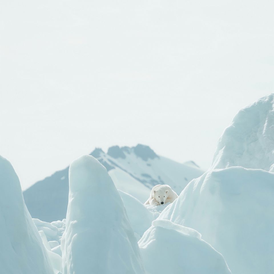 Ours polaire sur un iceberg au Groenland