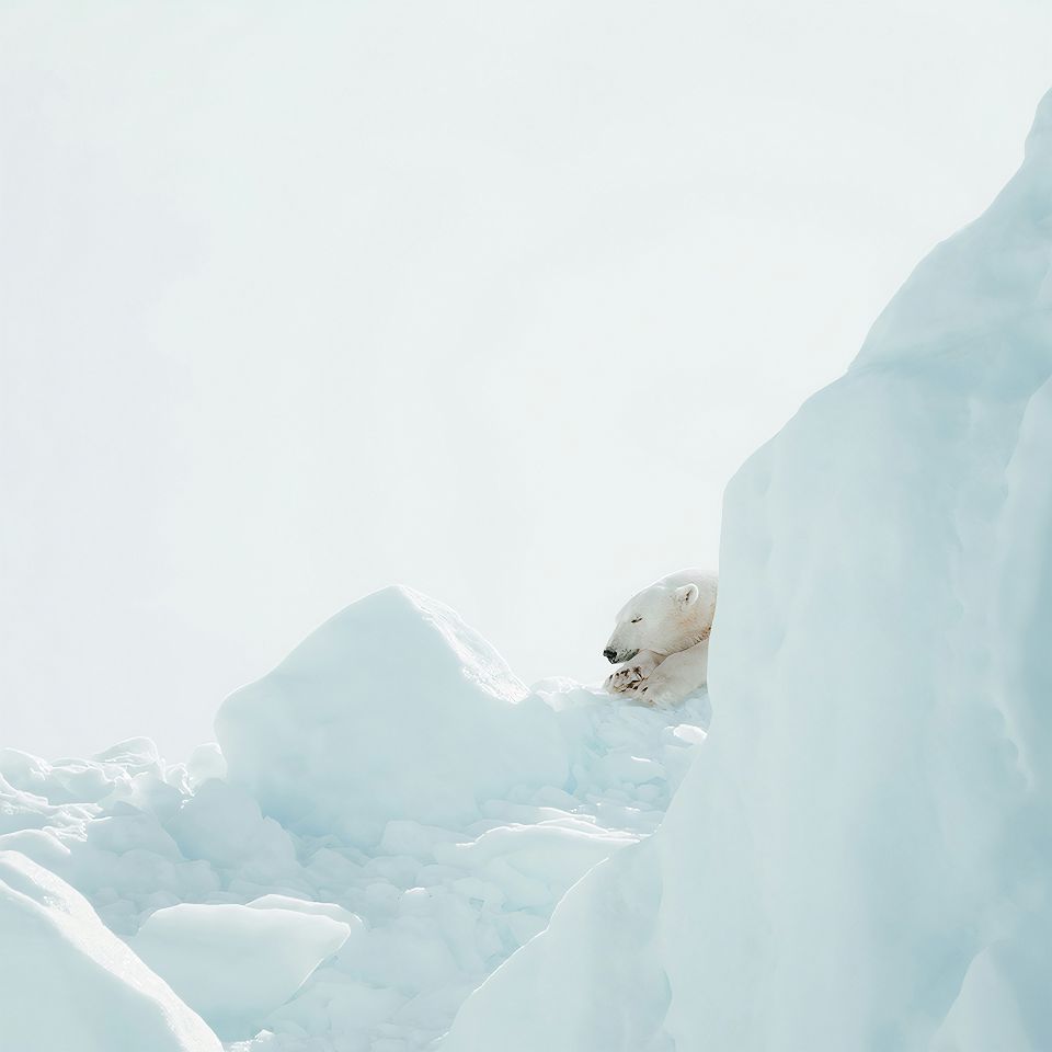 Ours polaire sur un iceberg au Groenland