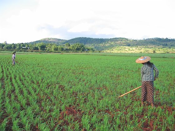 2 femmes travaillant dans un champ de riz à Kalaw - Birmanie (Myanmar)