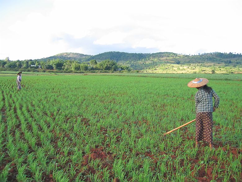2 femmes travaillant dans un champ de riz à Kalaw - Birmanie (Myanmar)