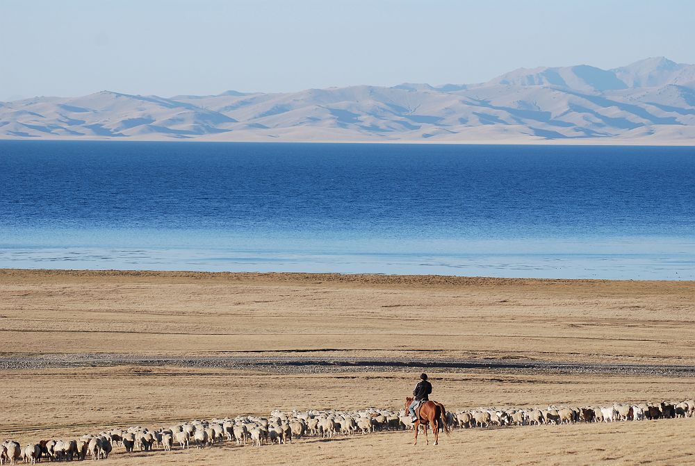 Troupeau près du lac Song Koul - Kirghizistan 
