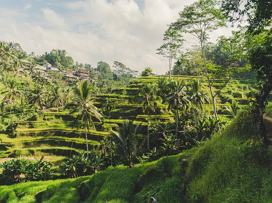Rizière Tegallagang près d'Ubud