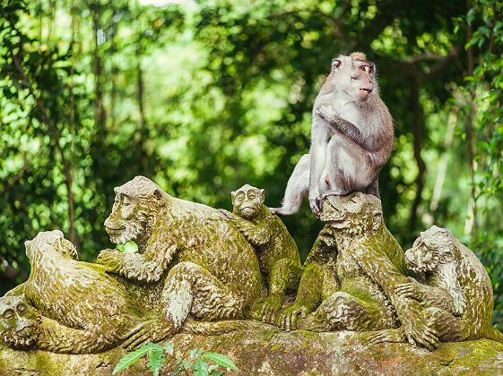 Indonésie - Portrait d'un macaque dans la forêt d'Ubud