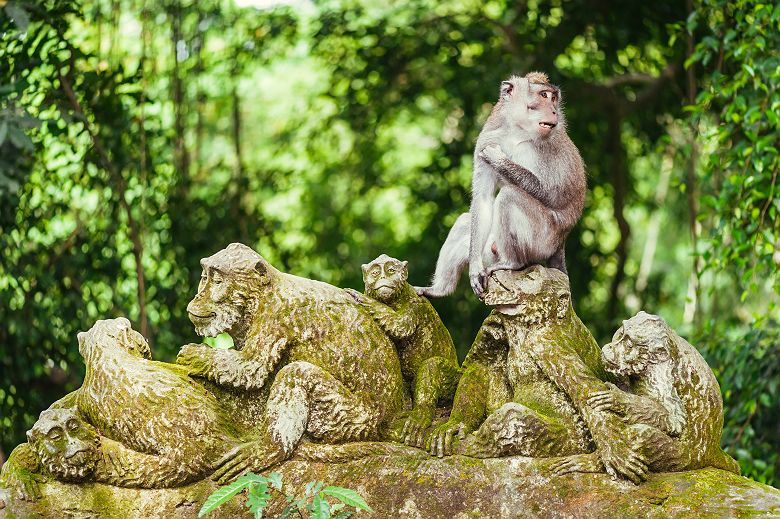 Indonésie - Portrait d'un macaque dans la forêt d'Ubud