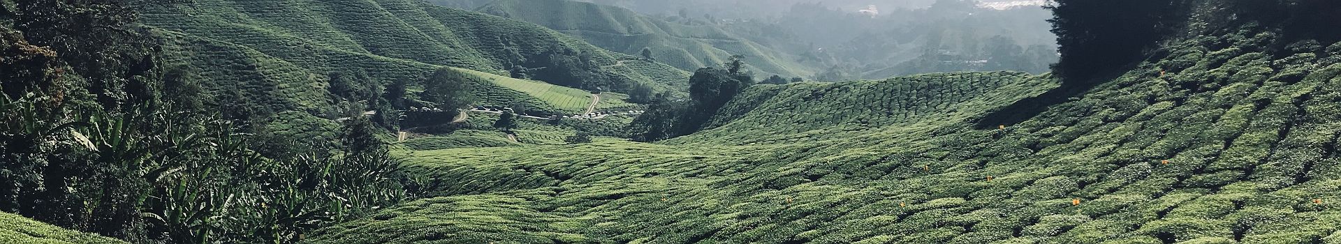 Plantation de thé à Cameron Highlands - Malaisie