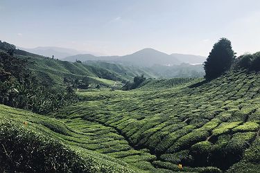 Plantation de thé à Cameron Highlands - Malaisie