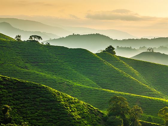 Aube mystérieuse sur les plantations de thé des Cameron Highlands - Malaisie