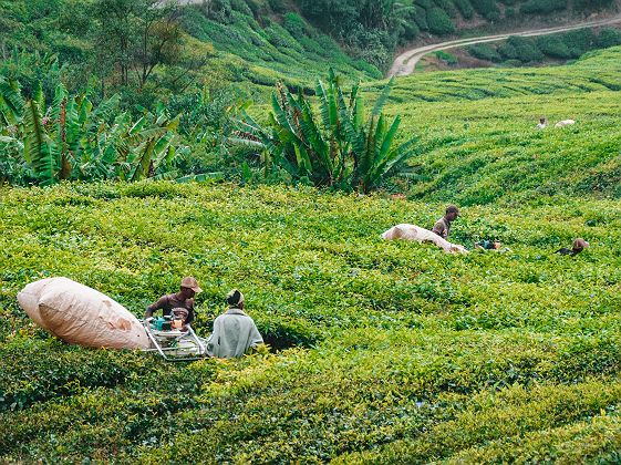 Plantation de thé à Cameron Highlands - Malaisie