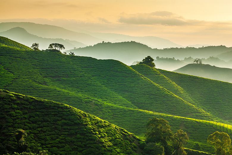 Aube mystérieuse sur les plantations de thé des Cameron Highlands - Malaisie
