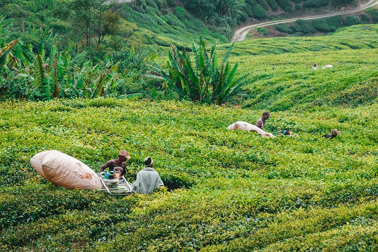 Plantation de thé à Cameron Highlands - Malaisie