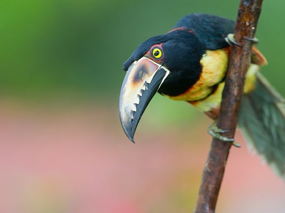 Toucan en Amérique Centrale, Panama