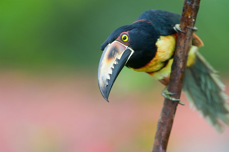 Toucan en Amérique Centrale, Panama