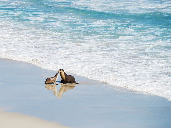 Australie - Portrait de deux lions de mer sur la plage de Seal Bay, Kangaroo Island
